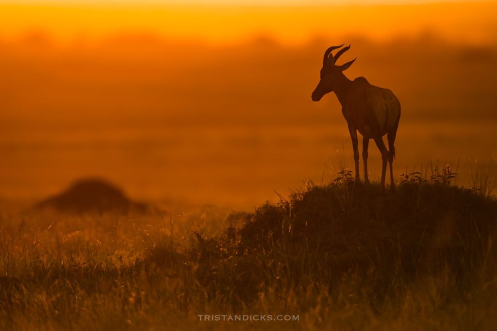 Topi antelope on safari with Wandering Thru.